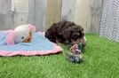 Meet Kahlua - our Cockapoo Puppy Video