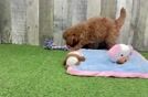 Energetic Golden Doodle Poodle Mix Puppy