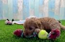 Best Cavapoo Baby