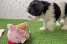 Cavalier King Charles Spaniel Puppy for Adoption