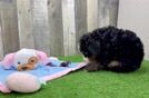 Playful Bernese Doodle Poodle Mix Puppy