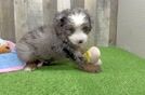 Mini Bernedoodle Pup Being Cute