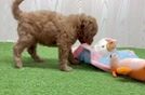 Meet Corey - our Mini Goldendoodle Puppy Video