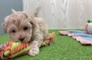 Maltipoo Pup Being Cute