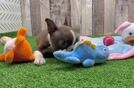 Best Boston Terrier Baby