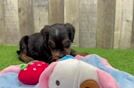 Meet Rigby - our Mini Bernedoodle Puppy Video