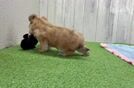 Friendly Morkie Baby