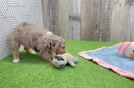 Funny Mini Aussiedoodle Poodle Mix Pup