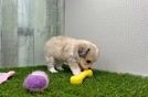 Aussiechon Puppy for Adoption