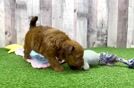 Meet Dixie - our Havapoo Puppy Video