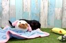 Little Cavipoo Poodle Mix Puppy