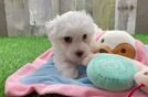 Best Maltipoo Baby