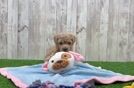 Poochon Puppy for Adoption