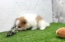 Best Pomeranian Baby