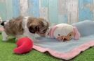 Hypoallergenic Shih Poo Poodle Mix Puppy