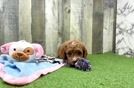 Playful Mini Groodle Poodle Mix Puppy