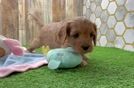 Cavapoo Puppy for Adoption