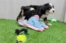 Meet Fireball - our Mini Bernedoodle Puppy Video