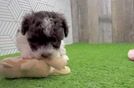 Poodle Pup Being Cute