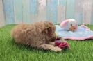 Meet Leon - our Cavapoo Puppy Video