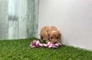 Meet Jordan - our Cavapoo Puppy Video