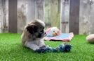 Teddy Bear Pup Being Cute
