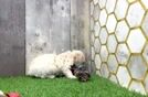 Poochon Puppy for Adoption