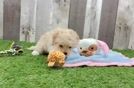 Maltipoo Puppy for Adoption