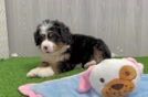 Mini Bernedoodle Puppy for Adoption