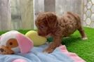 Best Cavapoo Baby