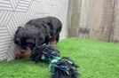 Meet Zander - our Cavapoo Puppy Video