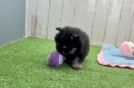 Funny Pomeranian Purebred Pup