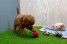Meet Eli - our Mini Goldendoodle Puppy Video