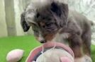 Mini Bernedoodle Pup Being Cute