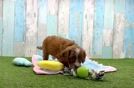Sweet Cavapoo Baby