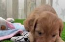 Best Mini Goldendoodle Baby