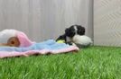 Mini Bernedoodle Pup Being Cute