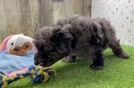Meet Eli - our Mini Goldendoodle Puppy Video