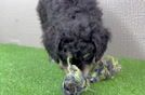 Mini Bernedoodle Puppy for Adoption