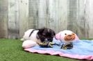 Shih Pom Pup Being Cute
