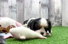 Small Cavalier King Charles Spaniel Purebred Pup
