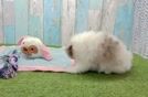 Akc Registered Pomeranian Baby