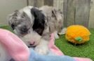 Mini Sheepadoodle Puppy for Adoption
