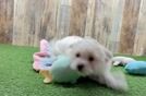 Fluffy Maltipoo Poodle Mix Pup