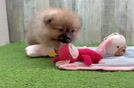 Pomeranian Pup Being Cute