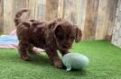 Cavapoo Puppy for Adoption
