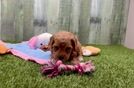 Meet Katrina - our Poodle Puppy Video