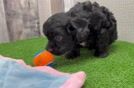 Cavapoo Puppy for Adoption