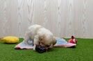 Popular Maltipoo Poodle Mix Pup