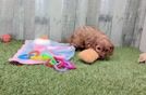 Funny Cavapoo Poodle Mix Pup